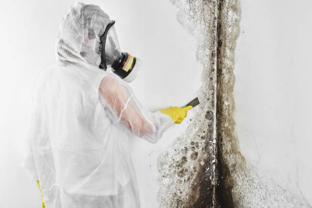Best Mold Testing  in Magnolia, OH