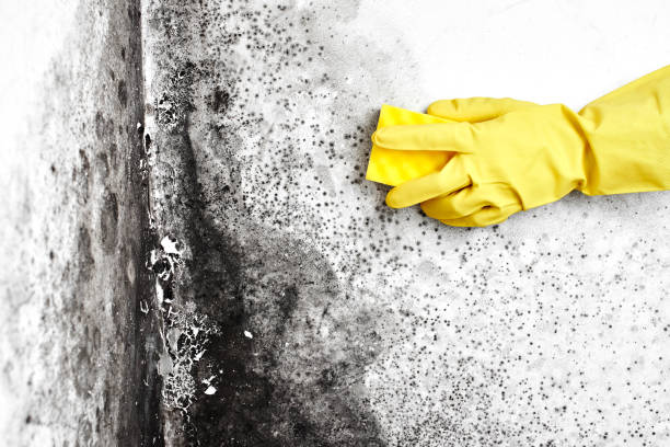 Best Affordable Mold Removal  in Magnolia, OH