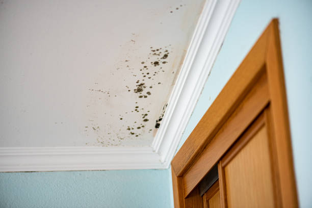 Best Mold Cleaning Services  in Magnolia, OH