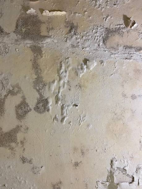 Best Black Mold Removal  in Magnolia, OH