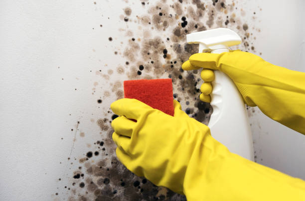 Best Affordable Mold Removal  in Magnolia, OH