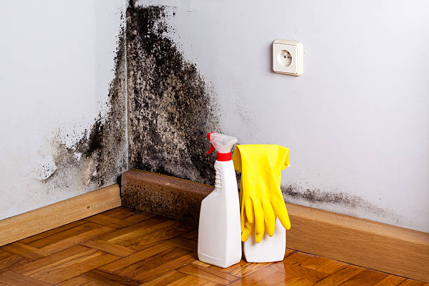 Best Emergency Mold Removal  in Magnolia, OH