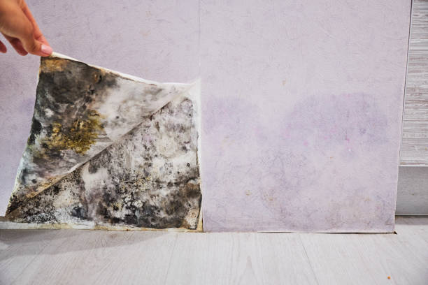 Best Toxic Mold Removal  in Magnolia, OH